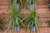 12" & Up Foliage DRAC MARG MAGENTA 17"CH/STUMP 