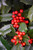  Ilex Nellie R. Stevens 192369 