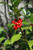 Ilex meserveae Blue Maid 312002