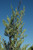 Juniperus chinensis Hetzii Columnaris 169463
