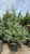 Juniperous Juniperus chinensis Hetzii Columnaris 169463 