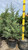 Juniperous Juniperus chinensis Hetzii Columnaris 169463 