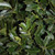  Ilex x Red Oakleaf 268695 