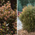 Other Deciduous Physocarpus opulifolius Little Devil 228107 