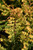 Chamacyparis Chamaecyparis obtusa Filicoides Aurea 181807 