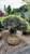  Pinus strobus Nana 259289 