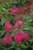 Spiraea japonica Neon Flash 170091