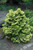 Chamaecyparis obtusa Nana Lutea 251802