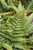 Fern Dryopteris Erythrosora 183110 