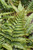 Dryopteris Erythrosora 183110