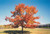  Quercus rubra 326494 