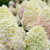  Hydrangea paniculata Limelight Prime 312897 