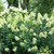  Hydrangea paniculata Limelight Prime 312897 