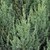 Juniperous Juniperus chinensis Blue Point 249000 