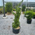 Juniperous Juniperus chinensis Torulosa 169512 
