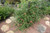 Honeysuckle Lonicera brownii Mandarin 175098 