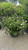 Viburnum plicatum tomentosum Summer Snowflake 215534