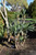 Yucca recurvifolia Pendula 312755