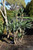 Other Ever. Sh. Yucca recurvifolia Pendula 312755 