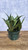 SANSEVIERIA BIRDSNEST 6"