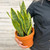 SANSEVIERIA BIRDSNEST 6"