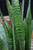 5-9" Foliage SANSEVIERIA BIRDSNEST 6" 