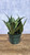 5-9" Foliage SANSEVIERIA BIRDSNEST 6" 