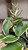 Cactus HOYA 6" 