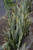 SANSEVIERIA GOLDEN EDGE 8"