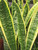 5-9" Foliage SANSEVIERIA GOLDEN EDGE 8" 