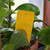 Traps HOUSEPLANT STICKY TRAPS 48 CT 