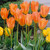 Orange Emperor Tulip