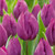 Tulip Purple Prince