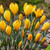 CROCUS YELL MAMMOUTH 100PK