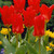 Red Emperor Tulip