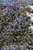  Ajuga Mahogany 185493 