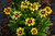 Coreopsis Uptick Yellow and Red 283632