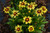  Coreopsis Uptick Yellow and Red 283632 