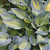  Hosta June 124582 