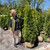 Thuja occidentalis Emerald Green 170170