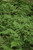 Athyrium filix femina 116770