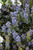  Ajuga Chocolate Chip 129506 