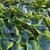  Hosta sieboldiana Frances Williams 163662 