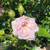 Climbing Roses Rosa Climbing Trellis New Dawn 9G (Pale Pink) 257960 