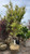 Acer palmatum Sango Kaku 168409