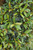 12" & Up Foliage EUGENIA 2 BALL 14" 
