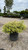 Abelia x grandiflora Radiance 302134