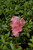 Azalea Gumpo Pink 168645