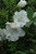 Azalea Gumpo White 168647