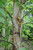 Betula nigra Heritage 168727
